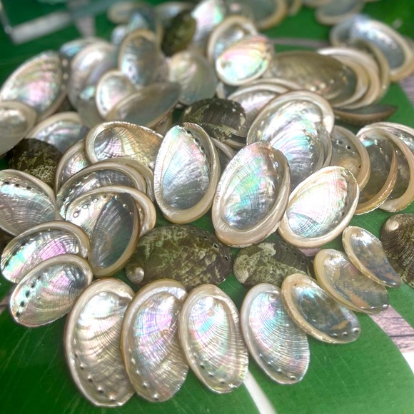 15Assorted ABALONE SEASHELLS MIXED LOT CRAFTING DIY SUPPLIES COASTAL BEACH DECOR - Picture 5 of 16